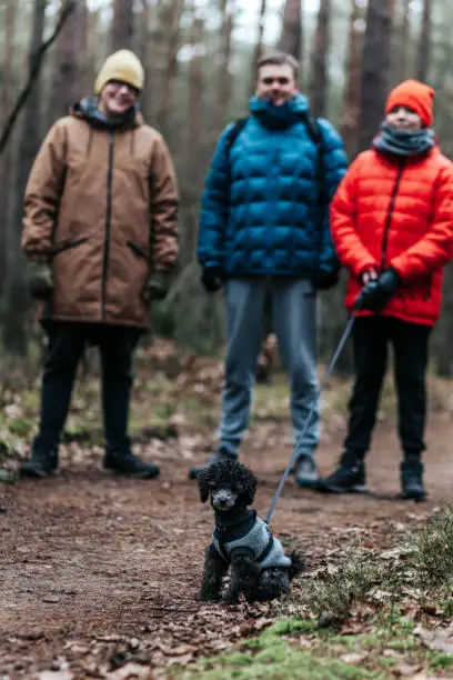 December 28, 2020 - Warsaw, Poland: three men, teen boys and father standing in forest, looking at their puppy poodle dog, holding him on leash, relaxed, idyllic family outdoors view.