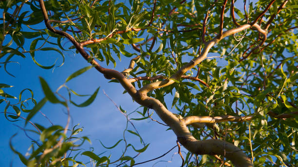 Twisting red twigs of curly willow with green leaves against the blue sky Twisting red twigs of curly willow with green leaves against the blue sky willow tree photos stock pictures, royalty-free photos & images
