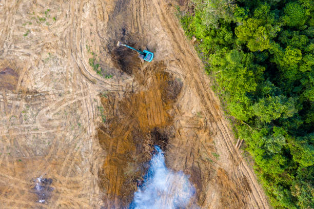 Birds eye view of tropical rainforest deforestation.  An earth mover removes trees which are then burnt Birds eye view of tropical rainforest deforestation.  An earth mover removes trees which are then burnt deforestation stock pictures, royalty-free photos & images