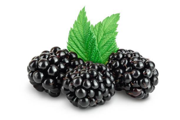 istock blackberry with leaf isolated on a white background closeup. Clipping path and full depth of field 1301411280