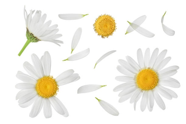 istock chamomile or daisies isolated on white background with clipping path and full depth of field. Set or collection. 1301411298