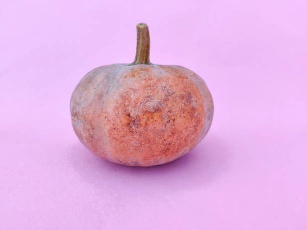 istock One small size yellow pumpkin isolated on pink background. 1301414318