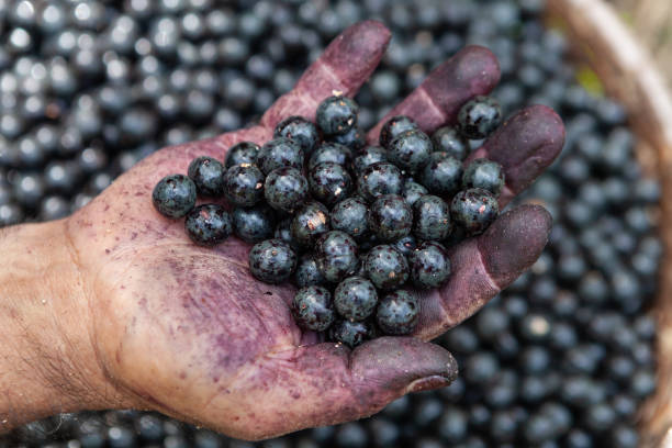 nahaufnahme von frischen acai beeren obst in der schmutzigen hand des menschen während der ernte im amazonas-regenwald, brasilien. selektiver fokus. konzept von lebensmitteln, gesund, umwelt, ökologie, landwirtschaft, ernte, natur. - cabbage palm stock-fotos und bilder