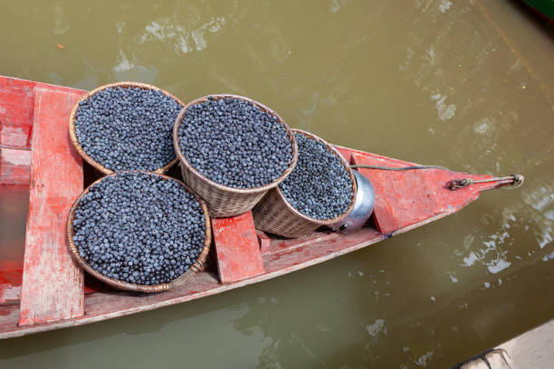 istock Fresh acai berries fruit in straw baskets in a red boat in Amazon rainforest, Brazil. Concept of nature, environment, conservation, biodiversity, healthy food, sustainability, ecology, agriculture. 1301414407