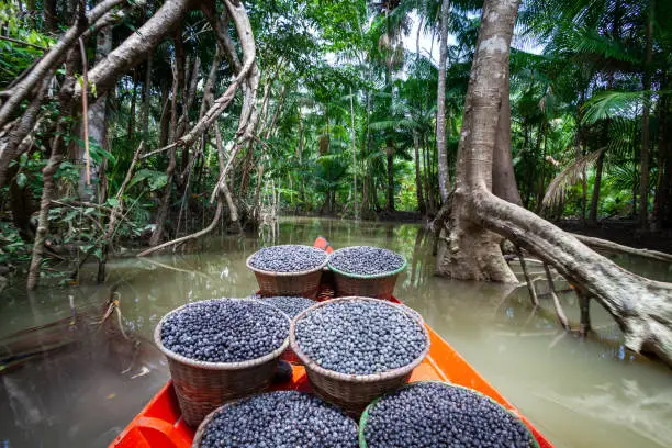 Photo of Fresh acai berries fruit in straw baskets in red boat and forest trees in the Amazon rainforest, Brazil. Concept of environment, conservation, biodiversity, healthy food, ecology, agriculture.