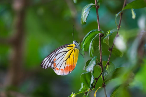 istock Butterflies are perched on the leaves. 1301414564