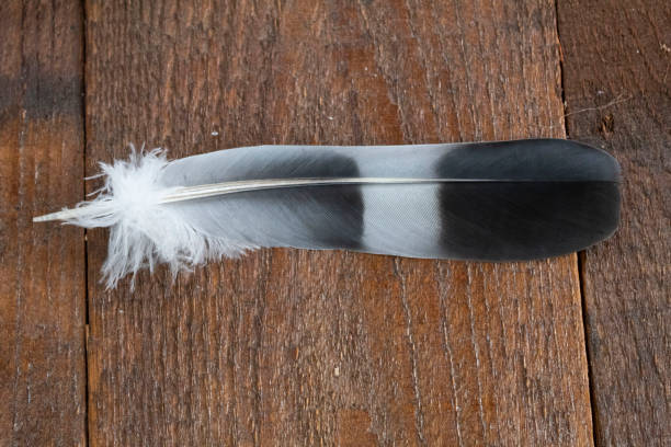istock On a wooden background lies a black and white feather 1301414942