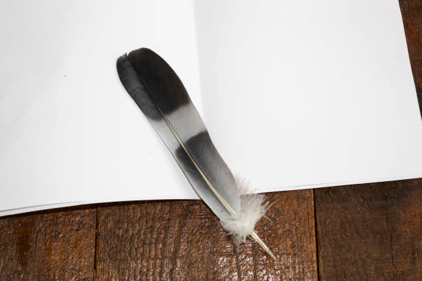 On a white sheet of paper lies a black and white feather of a bird.