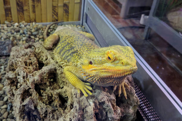 istock Iguana on stone close-up blurred background 1301415553