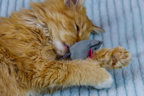 istock Ginger kitten playing with a mouse toy on a bed 1301415576