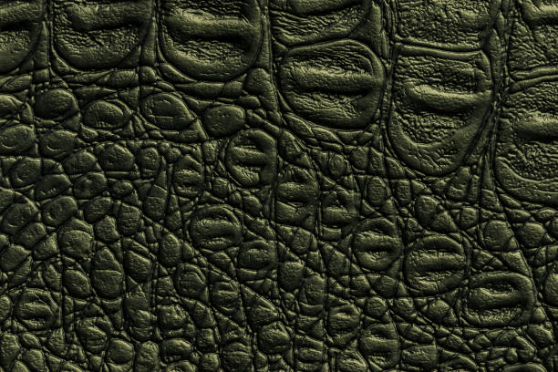 Dark green leather texture background, closeup. Reptile olive skin, macro. Nature structure of textile. Luxury crocodile decorative backdrop.