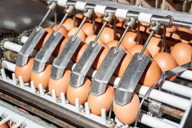 istock Sorting and selection of high-quality eggs. Poultry farm. Industrial egg production line. Close-up of hands in blue gloves. 1301416988
