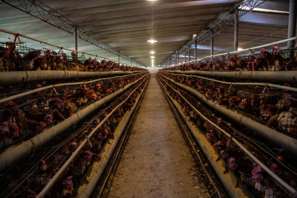 istock Factory producing eggs and broilers. Young white egg-laying hens in cages on a chicken farm. Bright lamps in the aisle between rows of bird cages. 1301417003