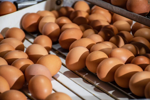 istock A worker's hand checks the eggs for microcracks in a special backlit bunker. Poultry farm. Industrial egg production line. 1301417027