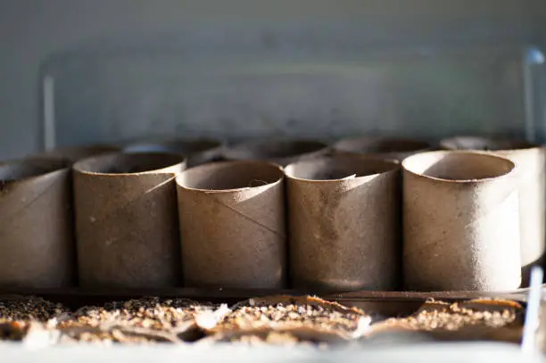 Recycled cardboard tubes from toilet rolls in a row, used as compostable plant pots for growing seedlings