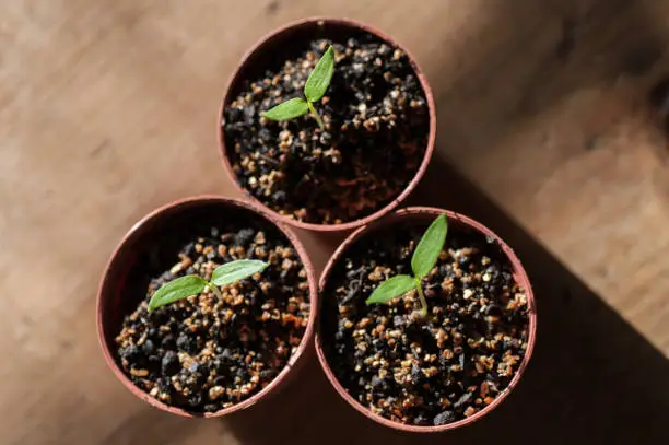 Close up photo of young seedlings of chill pepper 'Longhorn' growing indoors in small plastic plant pots.