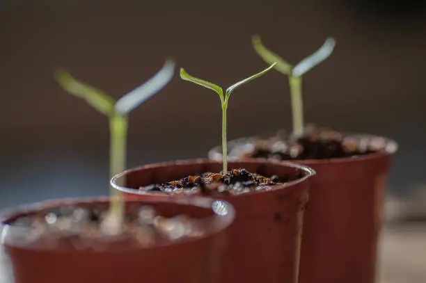Close up photo of young seedlings of chill pepper 'Longhorn' growing indoors in small plastic plant pots.