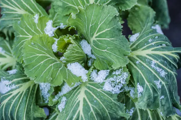 Close up of head of collard greens in winter coated in snowflakes.  Collard greens are a form of brassica similar to cabbage.  Shot in United Kingdom