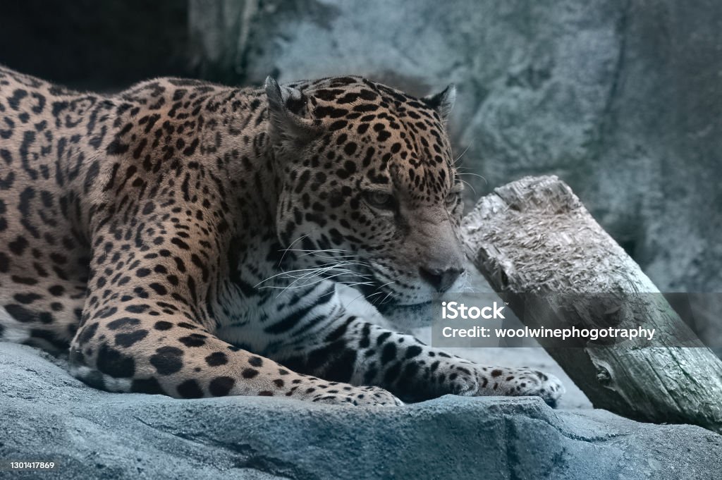 Leopard Rovks Leopard Lying In The Rocks With Black Spots And White Muzzle Stock ...