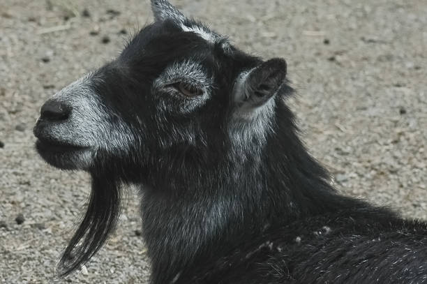 istock Black and white billy goat with grass in background 1301417875
