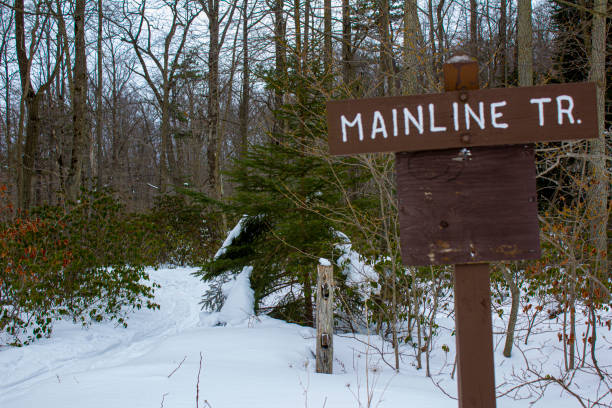 istock Snowy trail in the woods 1301419748