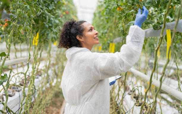 istock Woman Checking Quality Hydroponic Organic Vegetable Farm 1301420153