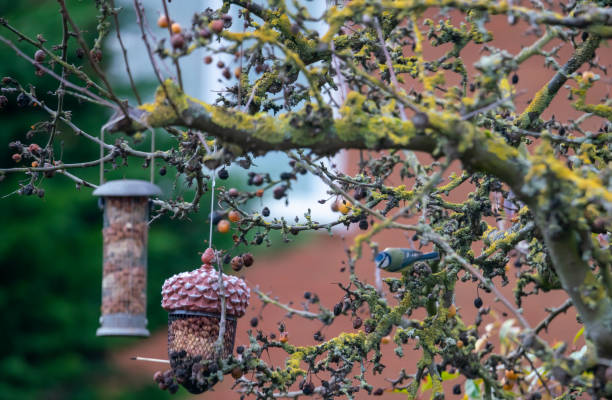 istock Blue Tit perched near a bird feeder 1301420275