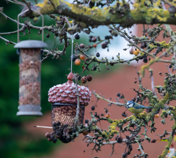 istock Blue Tit perched near a bird feeder 1301420304