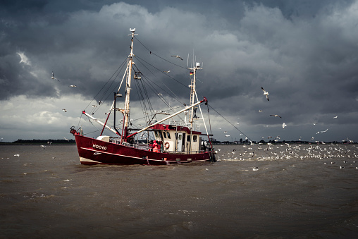 Horumersiel, Germany - July 7th, 2020: A shrimp boat and a flock of seagulls near the coast. An unrecognizable person in waterproof clothing on deck. Dark storm clouds over the North Sea.