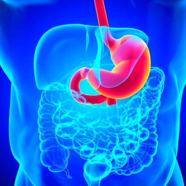 istock Stomach Anatomy Human Digestive System For Medical Concept 3D Rendering 1301420848