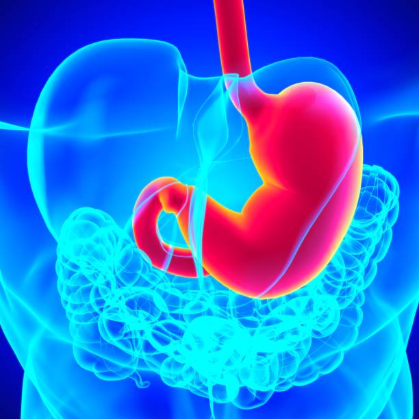 istock Stomach Anatomy Human Digestive System For Medical Concept 3D Rendering 1301420863