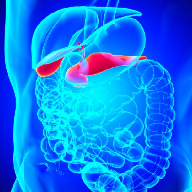 istock pancreas Human Digestive System Anatomy For Medical Concept 3D 1301421571