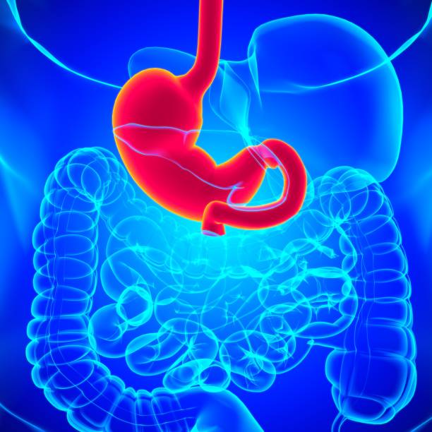 istock Stomach Anatomy Human Digestive System For Medical Concept 3D Rendering 1301421761