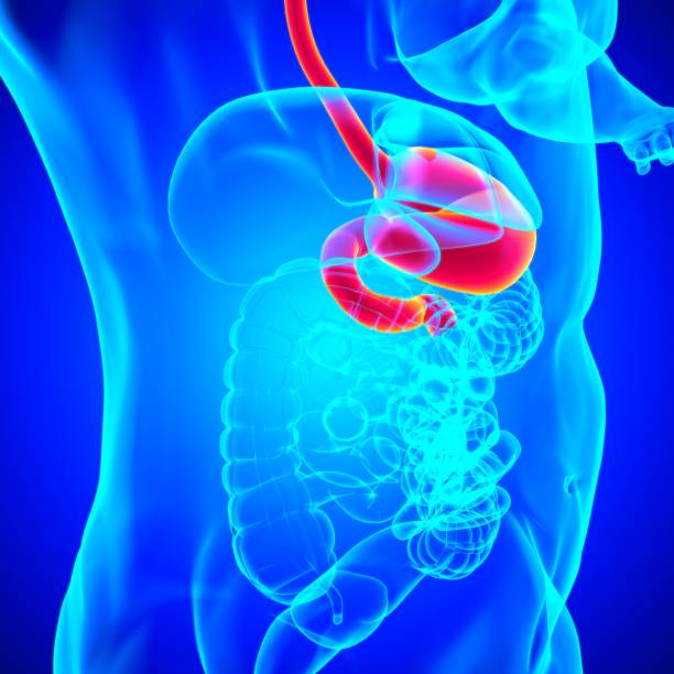istock Stomach Anatomy Human Digestive System For Medical Concept 3D Rendering 1301421773