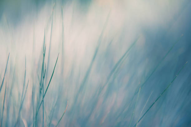 istock Wild grasses in a forest. Abstract nature background 1301421916