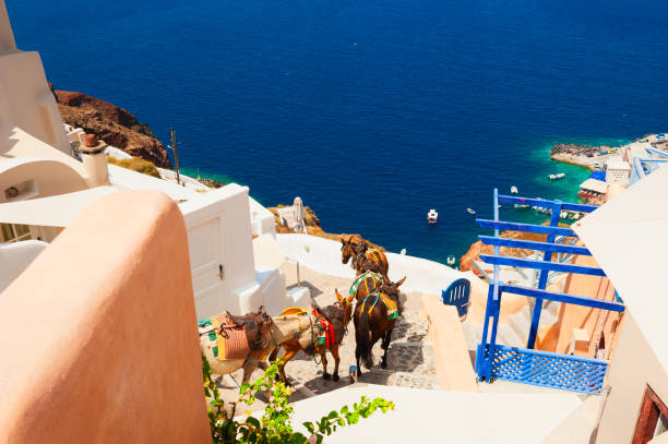 istock Santorini island, Greece. Donkeys walk down the stairs 1301421920