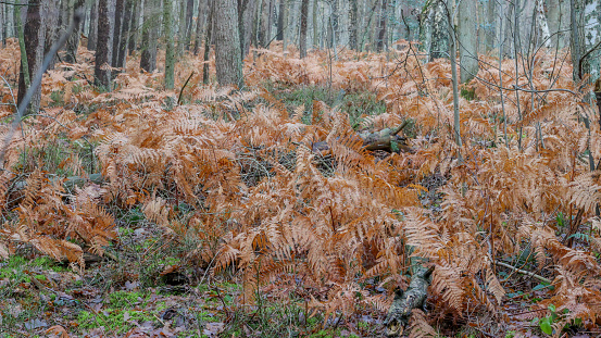 Golden dried ferns, wild plants among tree trunks in Dal van de Roodebeek, Dutch nature reserve, winter day in Schinveld, South Limburg, the Netherlands