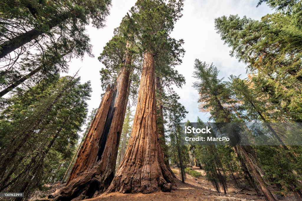 Gigantic Sequoia trees in Sequoia National Park, California USA View at Gigantic Sequoia trees in Sequoia National Park, California USA Sequoia Tree Stock Photo