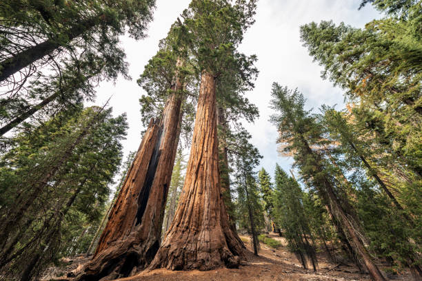 Gigantic Sequoia trees in Sequoia National Park, California USA View at Gigantic Sequoia trees in Sequoia National Park, California USA sequoia tree stock pictures, royalty-free photos & images