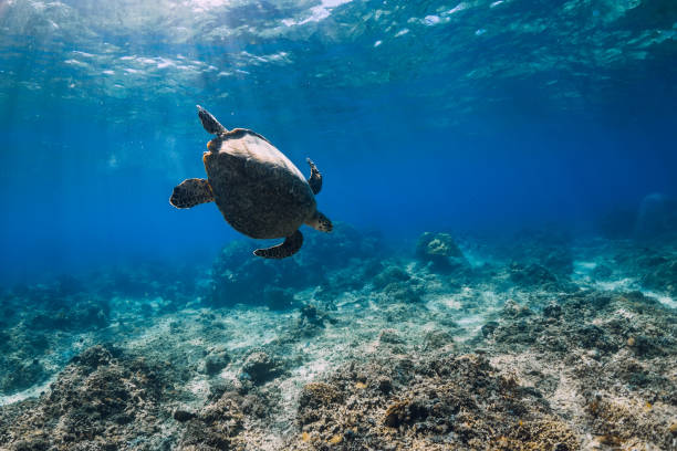 istock Green sea turtle in blue ocean. Turtle underwater 1301423162