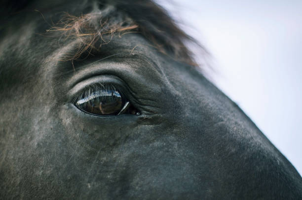 istock a close-up of a horse's eye 1301423255