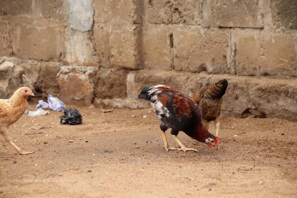 istock Chicken in Togo, West Africa. 1301423652