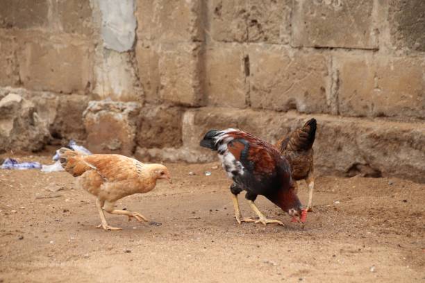 istock Chicken in Togo, West Africa. 1301423670