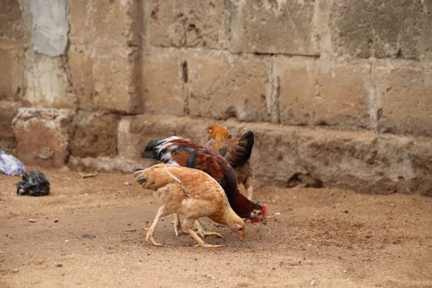 istock Chicken in Togo, West Africa. 1301423694