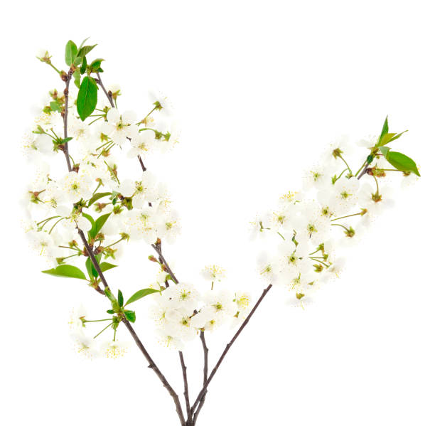 istock Flowering branch of cherry. 1301424315