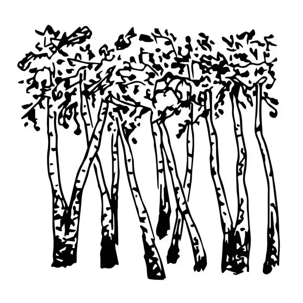 Vector illustration of Simple hand-drawn vector drawing in engraving style. Black and white ink sketch. Forest, birch grove, trees. Nature, landscape. Wood products.
