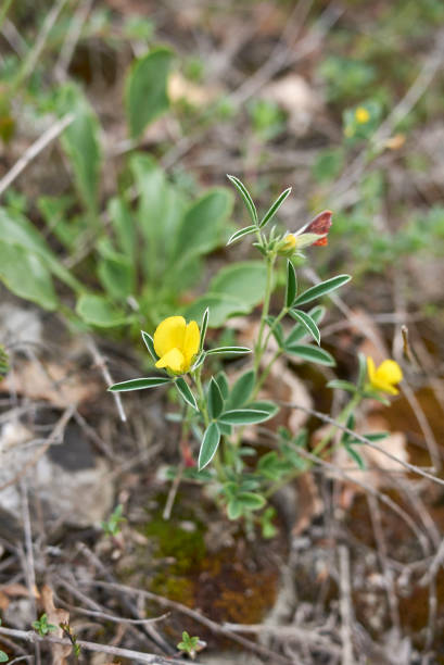 istock Argyrolobium zanonii in bloom 1301424840