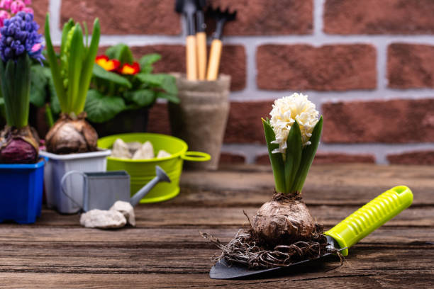 istock Spring gardening concept with blooming flowers 1301425854