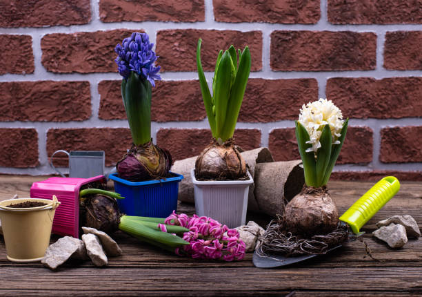 istock Spring gardening concept with blooming flowers 1301425866