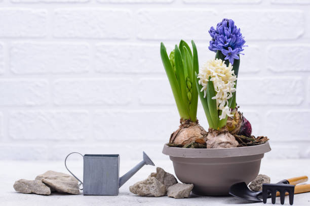 istock Spring gardening concept with blooming flowers 1301425880